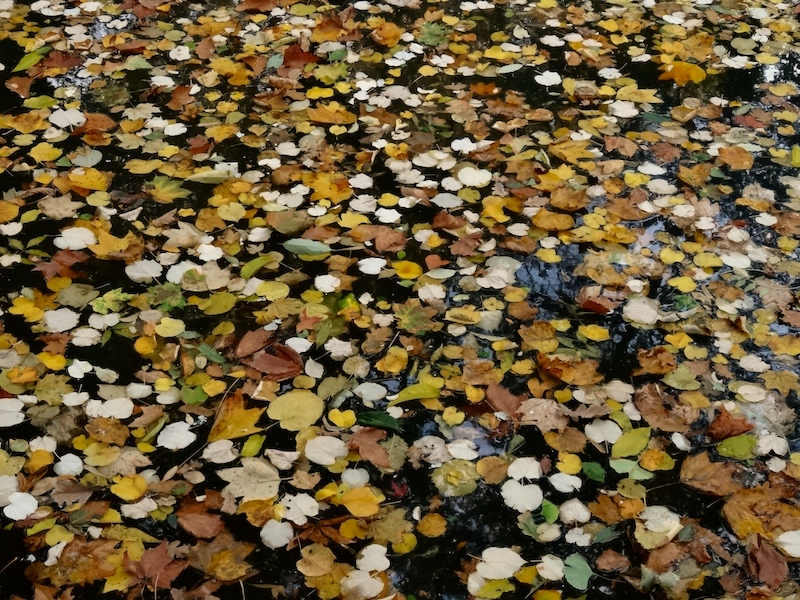 Leaves sitting on water in Lyon