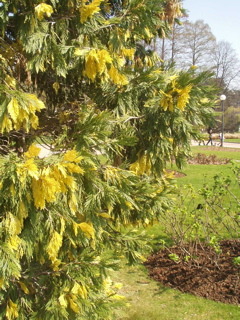 Spring growth, Parc de la Tête d’Or, Lyon