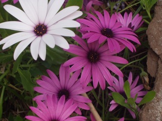 Australian Daisies