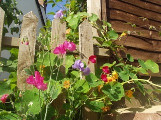 British Sweet Peas