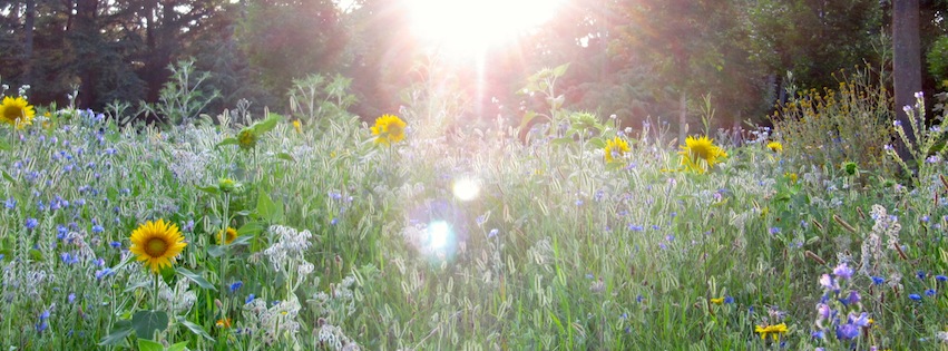 Sunflowers in our local park.