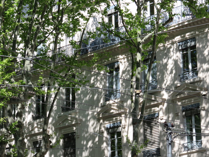 Sunlight cast through spring leaves