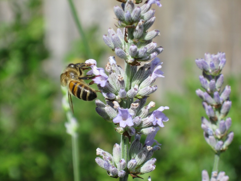 A bee preparing for the winter ahead