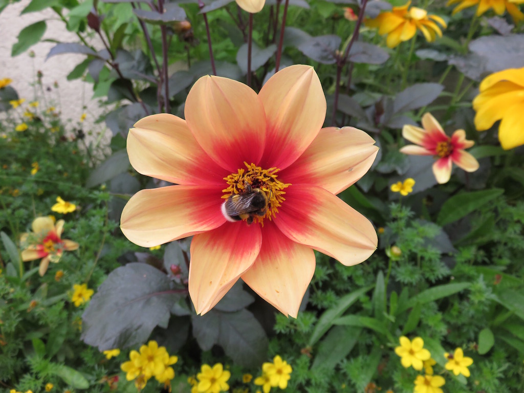 A bumble bee on a flower preparing for the winter ahead