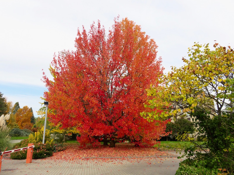 Fleeting autumn colours