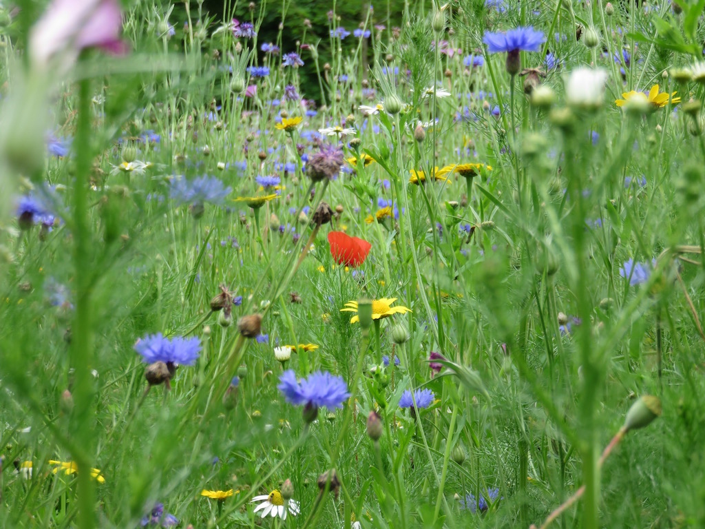 A red poppy nestled within a meadow of grass and flowers