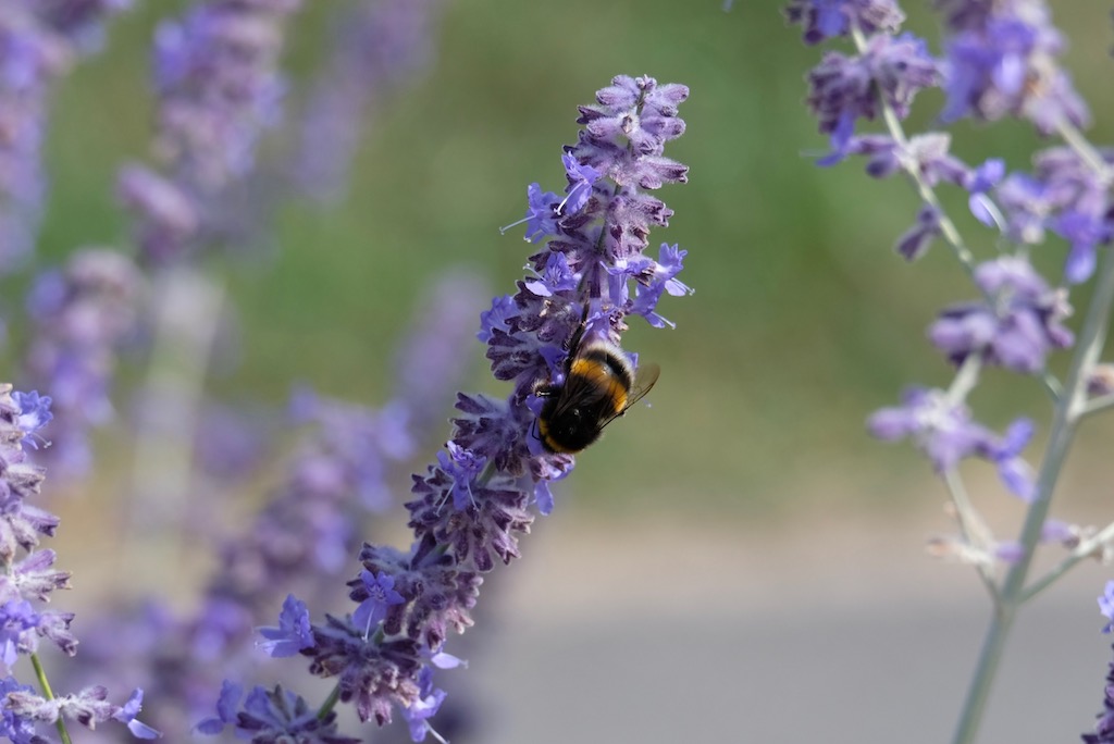 Photograph of a bee on a flower