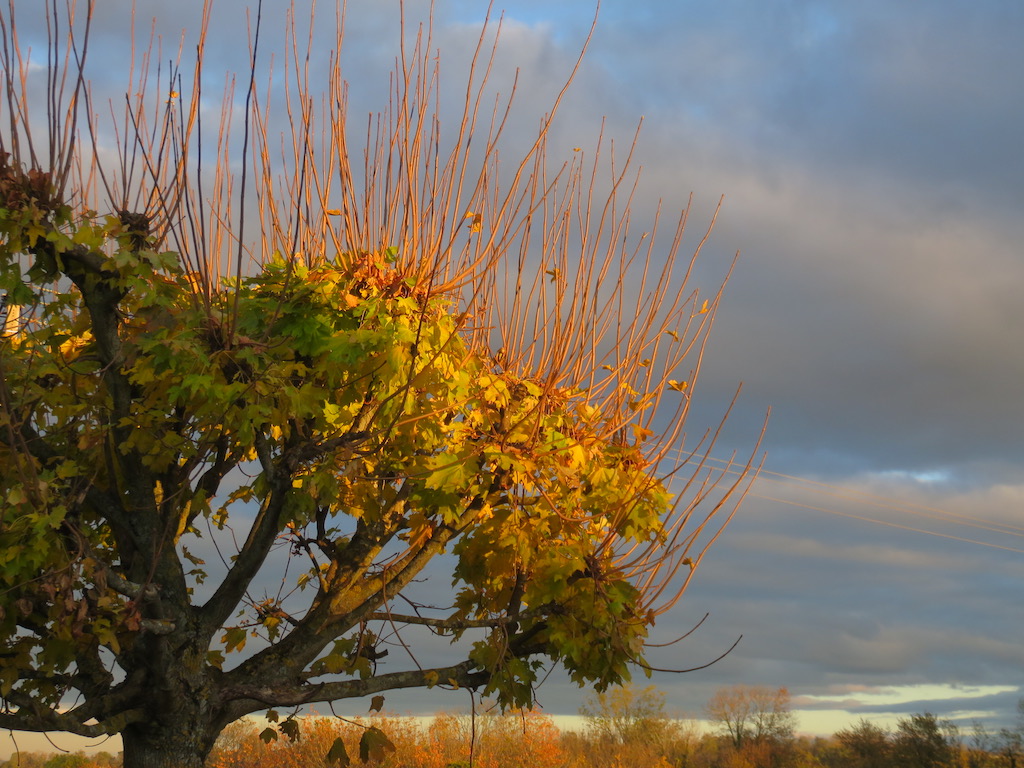 Photograph of a tree at sunset