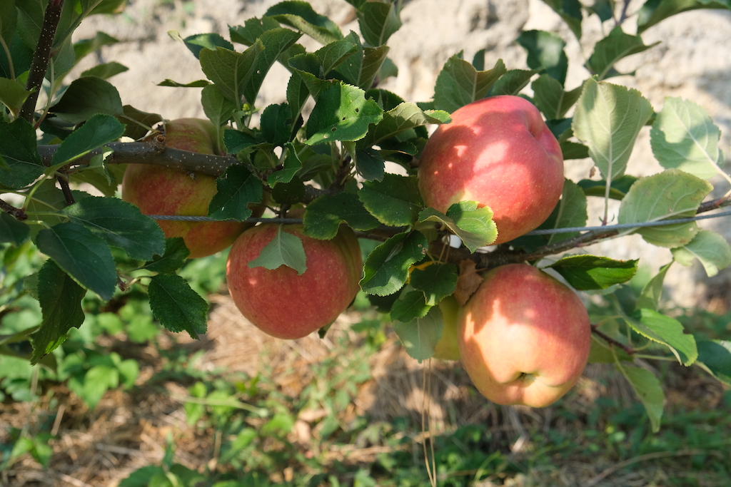 Photograph of a apples on a branch