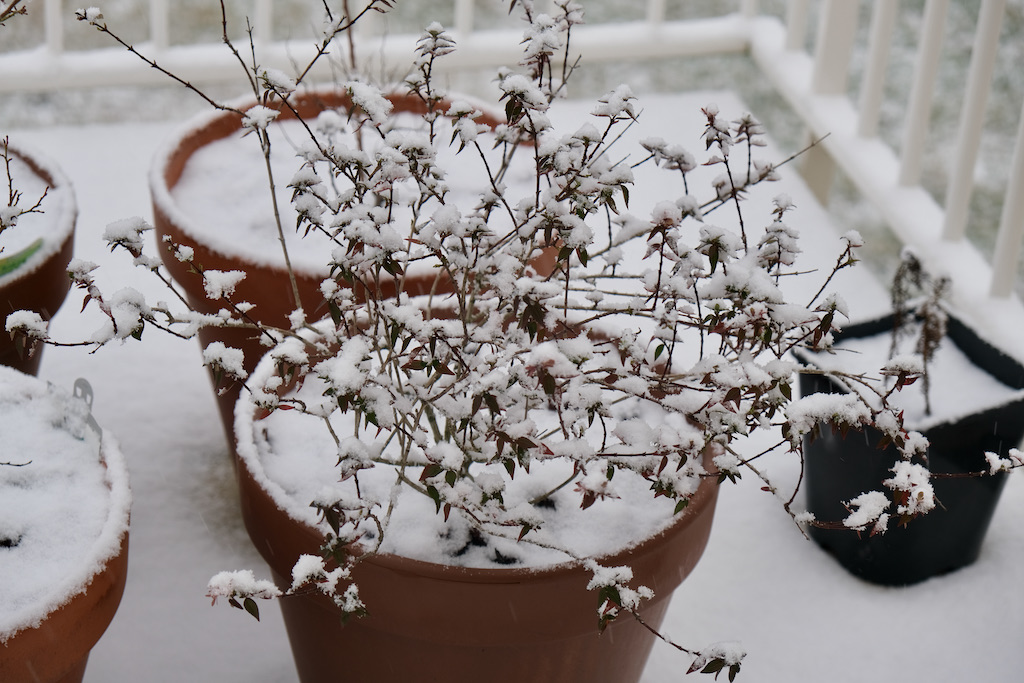 Photograph of snow on a pot plant