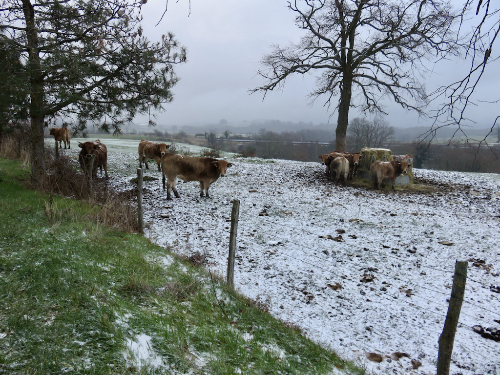 Photograph of cows in a snowy field