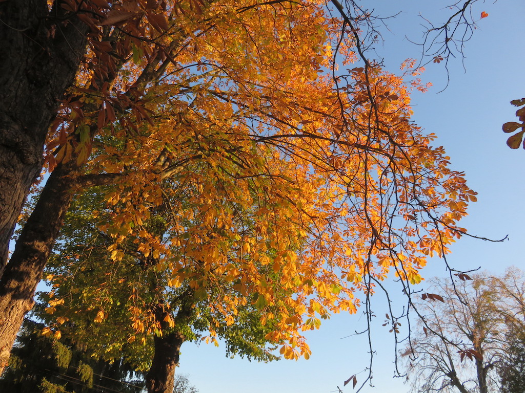 Photograph of a tree in the Autumn