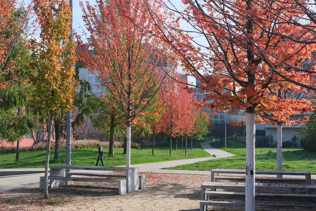Photograph of autumnal trees in a park