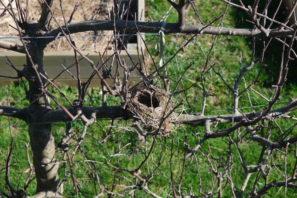 Photograph of a birds nest, France